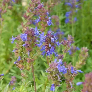 Hyssop Promo New Kew Range 1 Packet (150 Seeds)