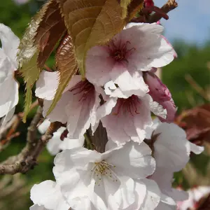 Prunus Chocolate Ice Tree - Large White Flowers, Copper Brown Foliage, Hardy, Ornamental (5-6ft)