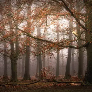 Misty Autumn Forest Mural - 384x260cm - 5450-8