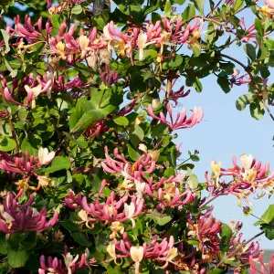 Honeysuckle Belgecia - Scented Lonicera in 9cm Pot - Evergreen Climbing Plant