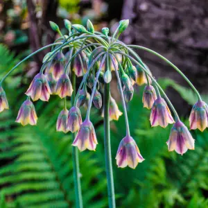 100 x Mixed Allium Bulbs 7 Different Varieties - Plant Now in Autumn for Spring Flowering