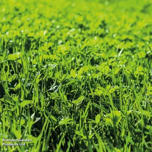 Green Manure 1 Seed Packet - Thompson & Morgan