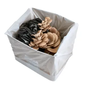 Blue-Grey Oyster Mushroom Growing Kit  Gift Option