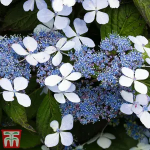 Hydrangea serrata Bluebird 3.6 Litre Potted Plant x 1