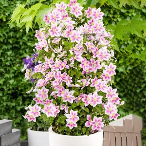 Clematis Piilu - Pink and White Blooms, Climbing Vine, Morning Sun (20-30cm Height Including Pot)