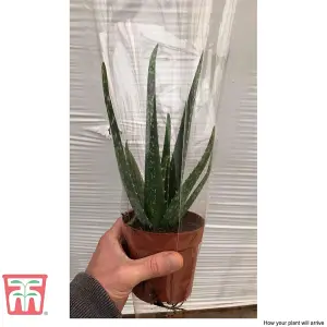 Aloe Vera Houseplant - Potted Plant  x 3