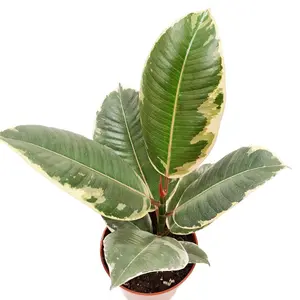 House Plant - Rubber Tree - Tineke - 12 cm Pot size - 30-40 cm Tall - Ficus Elastica - Indoor Plant