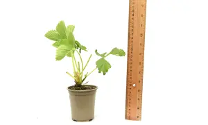 Grow Your Own - Strawberry Elsanta - Peat Free 9cm Potted Plant x 6