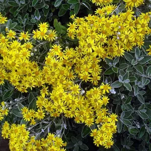 Brachyglottis Sunshine - Outdoor Flowering Shrub, Ideal for UK Gardens, Compact Size (15-30cm Height Including Pot)