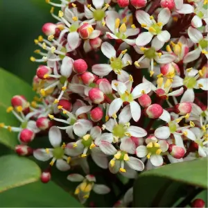 Skimmia Japonica 'Rubella' in 9cm Pot - Autumn/Winter Plant - 25-35cm in Height