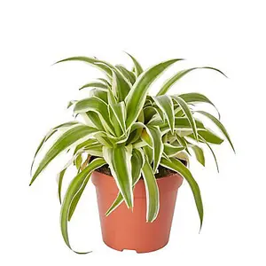 Verve Chlorophytum in Terracotta Plastic Grow pot 12cm