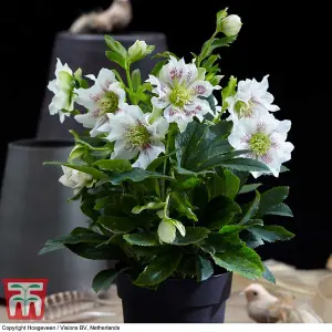 Helleborus orientalis Hello Pearl 14cm Potted  Plant x 1