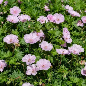 Geranium sanguineum Appleblossom 3 Bare Root Plants