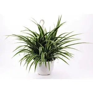 Houseplant Chlorophytum (Spider Plant) Comosum Variegatum (Height 32cm) 12cm Pot x 1 & Incredifeed