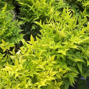 Magical Lemon And Lime Heavenly Bamboo Shrub Plant Nandina Domestica 2L Pot