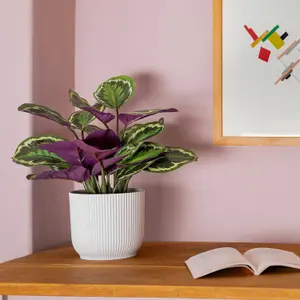 Blooming Artificial - 40cm / 1.25ft Fake Medallion Calathea