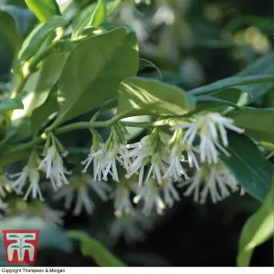 Sarcococca Confusa 3 Litre Potted Plant x 1