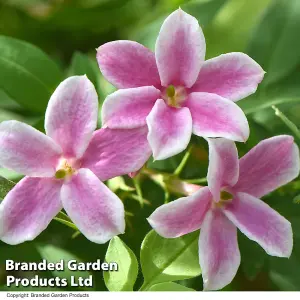 Jasminum Stephanense Starry Starry Summer Scent 3 Litre Potted Plants x 1