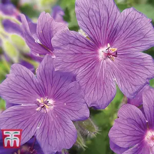 Geranium Magnificum 1 Bare Root Plant