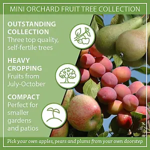 Mini Orchard Fruit Tree Collection, 3 Bare Root Compact Fruit Trees, Apple, Pear & Plum