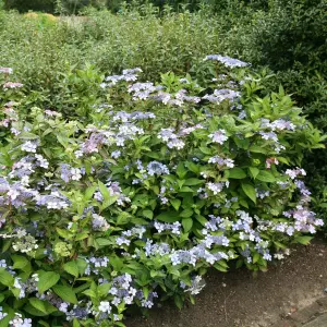 Bluebird Outdoor Shrub Plant Hydrangea Serrata 2L Pot