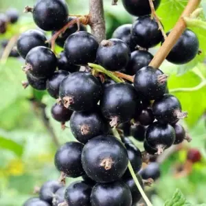 Blackcurrant Ben Sarek Fruit Bush Ribes Fruiting Shrub Plant Bare Root