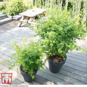 Acer palmatum Going Green 15cm Potted Plant x 1