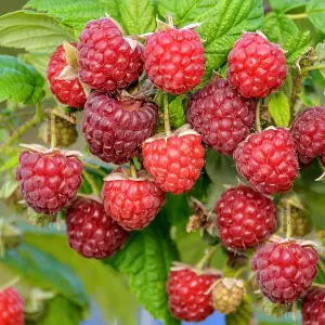 10 x Raspberry Autumn Bliss Bare Root Canes - Grow Your Own Fresh Raspberries