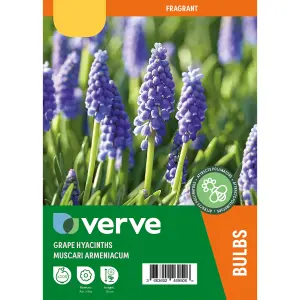 Muscari armeniacum (Grape Hyacinth) 100 Flower bulbs