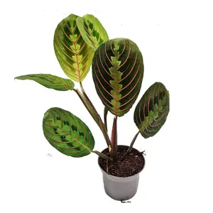 House Plant - Prayer Plant - Fascinator - 12 cm Pot size - 20-30 cm Tall - Maranta leuconeura - Indoor Plant