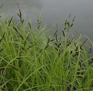 Lincolnshire Pond Plants Ltd Marginal Plants - Pond Plants (Carex Acuta) - 9cm Bareroot