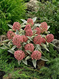 Skimmia 'Magic Marlot' in 9cm Pot - Autumn/Winter Plant - 20-30cm in Height