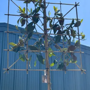 Magnolia Pleached Tree with Staking Kit - 180cm Stem and 12cm Girth