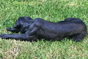 Laying Black Labrador figurine, large (44cm long) realistic home or garden ornament or memorial