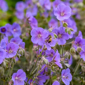 Geranium Boom Chocolatta - Purple Flowers, Deep Coloured Foliage, Compact Size (20-30cm Height Including Pot)