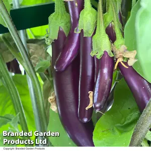 Aubergine Violet Knight F1 1 Seed Packet