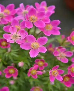 Anemone Spring Beauty Pink - 3 plants in 9cm pots