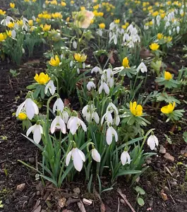 BS Snowdrop (Common) Bulbs (Galanthus nivalis) (250 Bulbs)