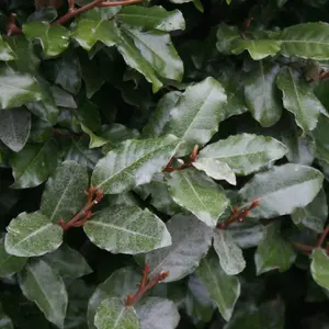 Oleaster Oleaster Shrub Plant Elaeagnus x Submacrophylla 12L Pot 60cm - 100cm