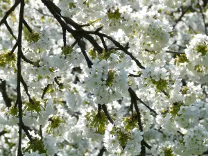 Prunus Umineko Flowering Cherry Tree 5-6ft Supplied in a 7.5 Litre Pot