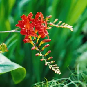 Crocosmia Lucifer in 9cm Pot - Herbaceous Perennial - Ready to Plant