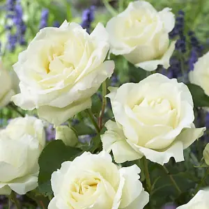 Garden Rose Collection, 5 x Bare Root Bushes, Tea Rose Hybrid Varieties, Disease Resistant, Easy to Grow