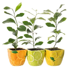 Citrus Trio: Lemon, Lime & Orange in Ceramic Pots, Fresh and Fragrant (20-30cm, 9cm Pots)