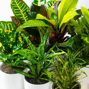 Croton Plants Indoor - Mix of 6 Real House Plants in 13cm Growers Pots