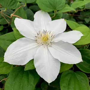 Clematis Marie Boisselot White Flowering Vine Climbing Plant 60cm Cane 3L Pot