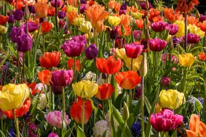 20 Tulip Bulbs Double Dancers Spring Bulbs 10/11 Pink Yellow Flowers