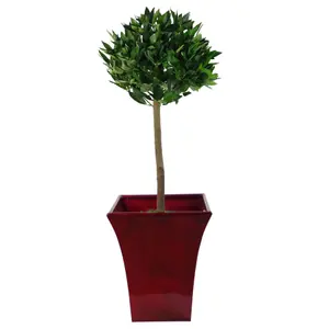 Pair of 90cm (3ft) Plain Stem Artificial Topiary Bay Laurel Ball Trees