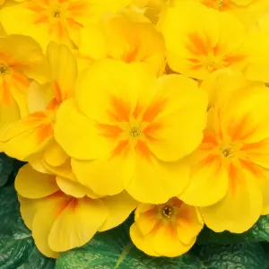 Polyanthus Yellow Bedding Plants - Sunshine Blooms (6 Pack)