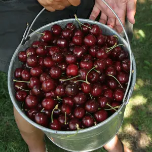 Cherry Tree - Prunus avium 'Stella' - Patio Fruit Tree 2-4ft in 5 Litre Pot