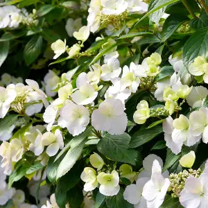 Hydrangea macrophylla Runaway Bride (13cm Potted Plant) 1 Litre Potted Plant x 1